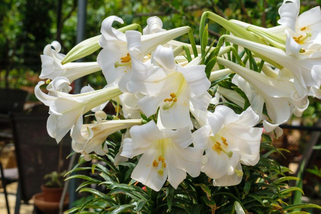 Dimitris'S Country House Agia  Екстер'єр фото